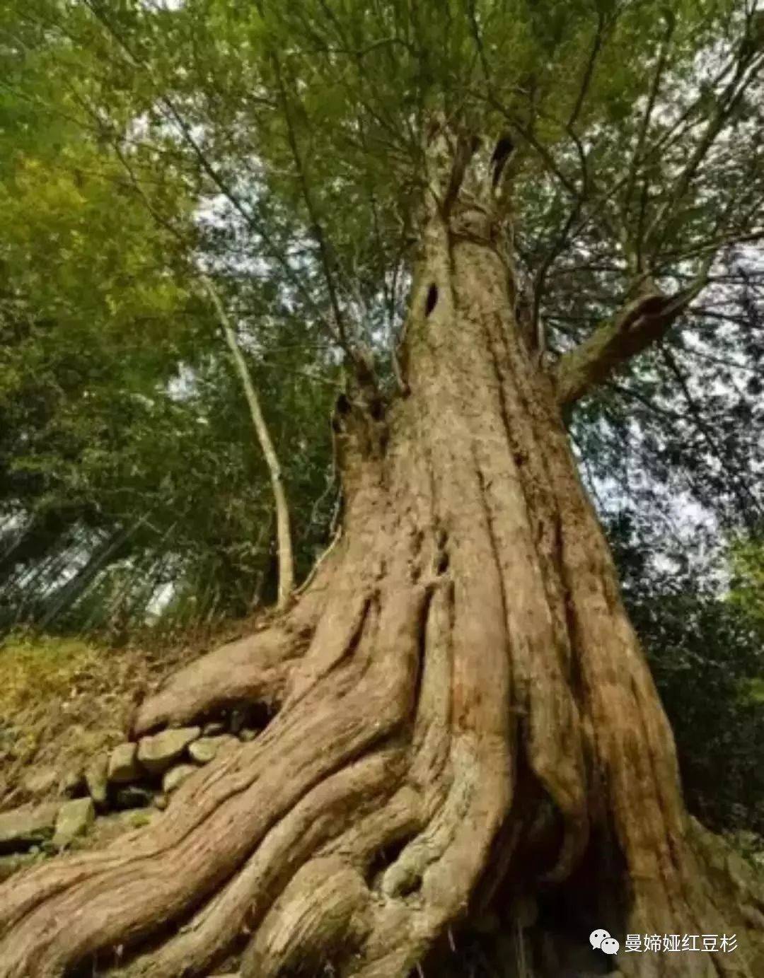 野生红豆衫图片