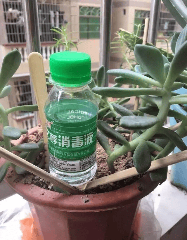 这里可以选用我们平时用的乙醇消毒液适宜的浓度在75%以上的酒精,用