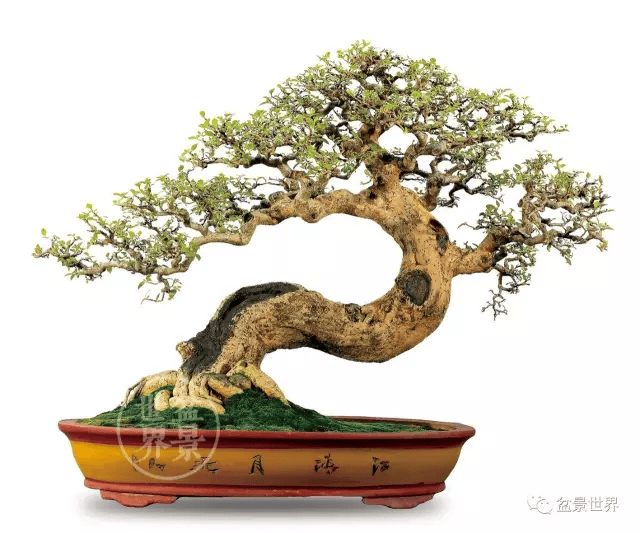 20金41银85铜!国际盆景大会暨亚太盆景赏石大会获奖作品全集