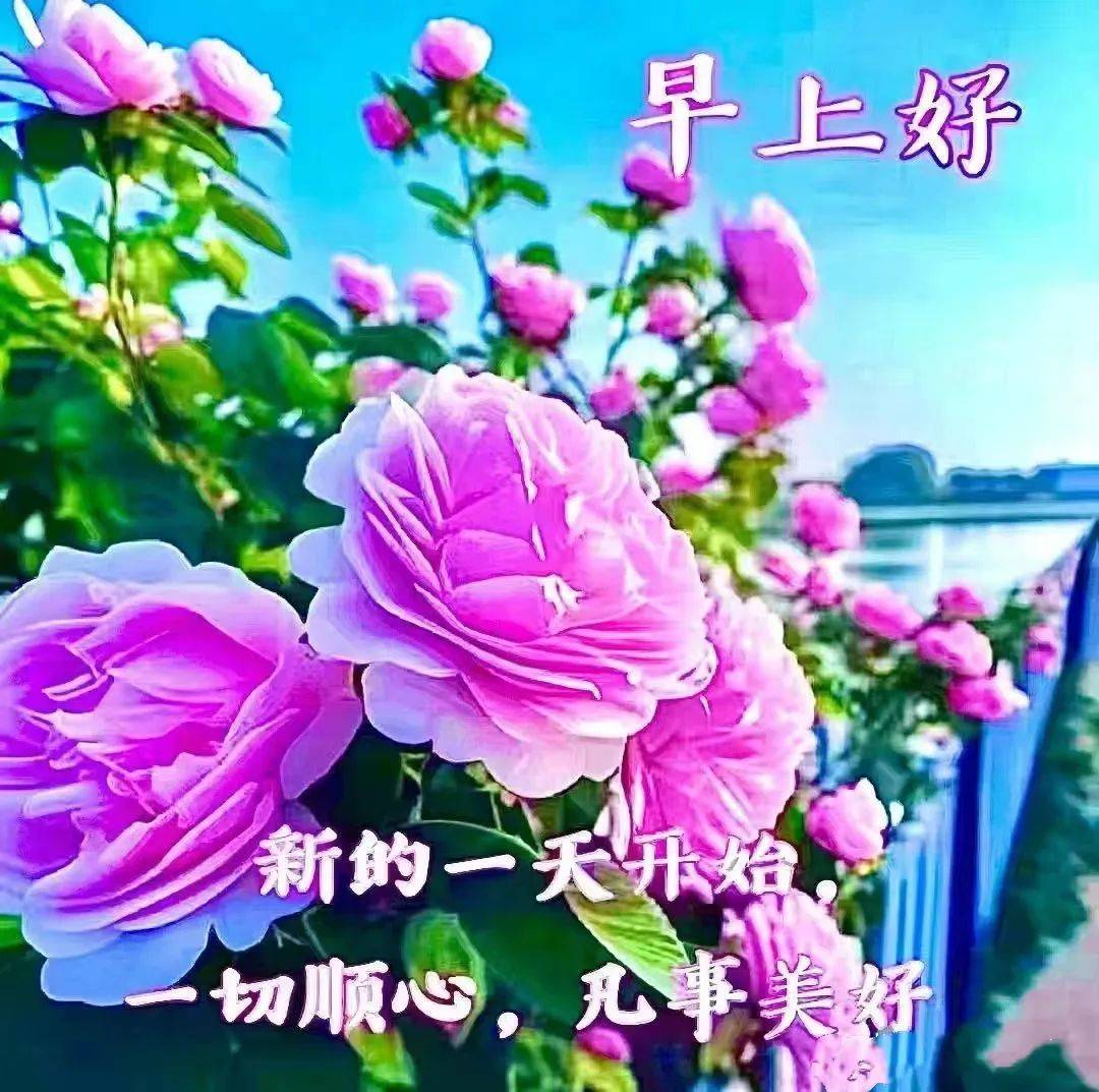 早上好图片鲜花祝福图片