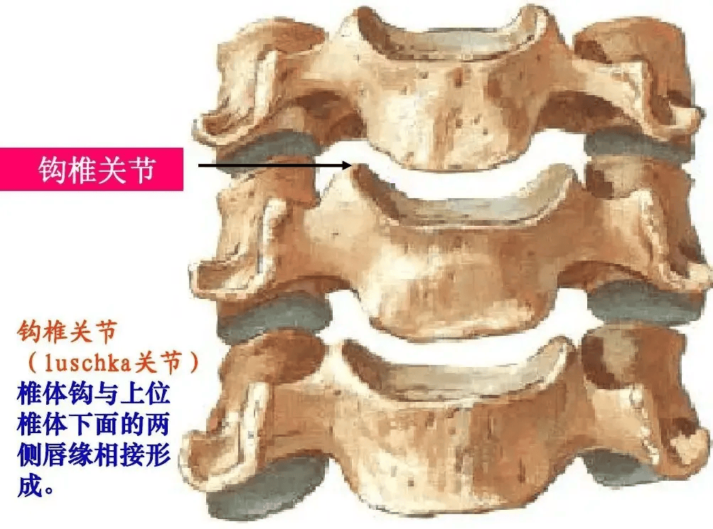 关节突关节解剖图图片