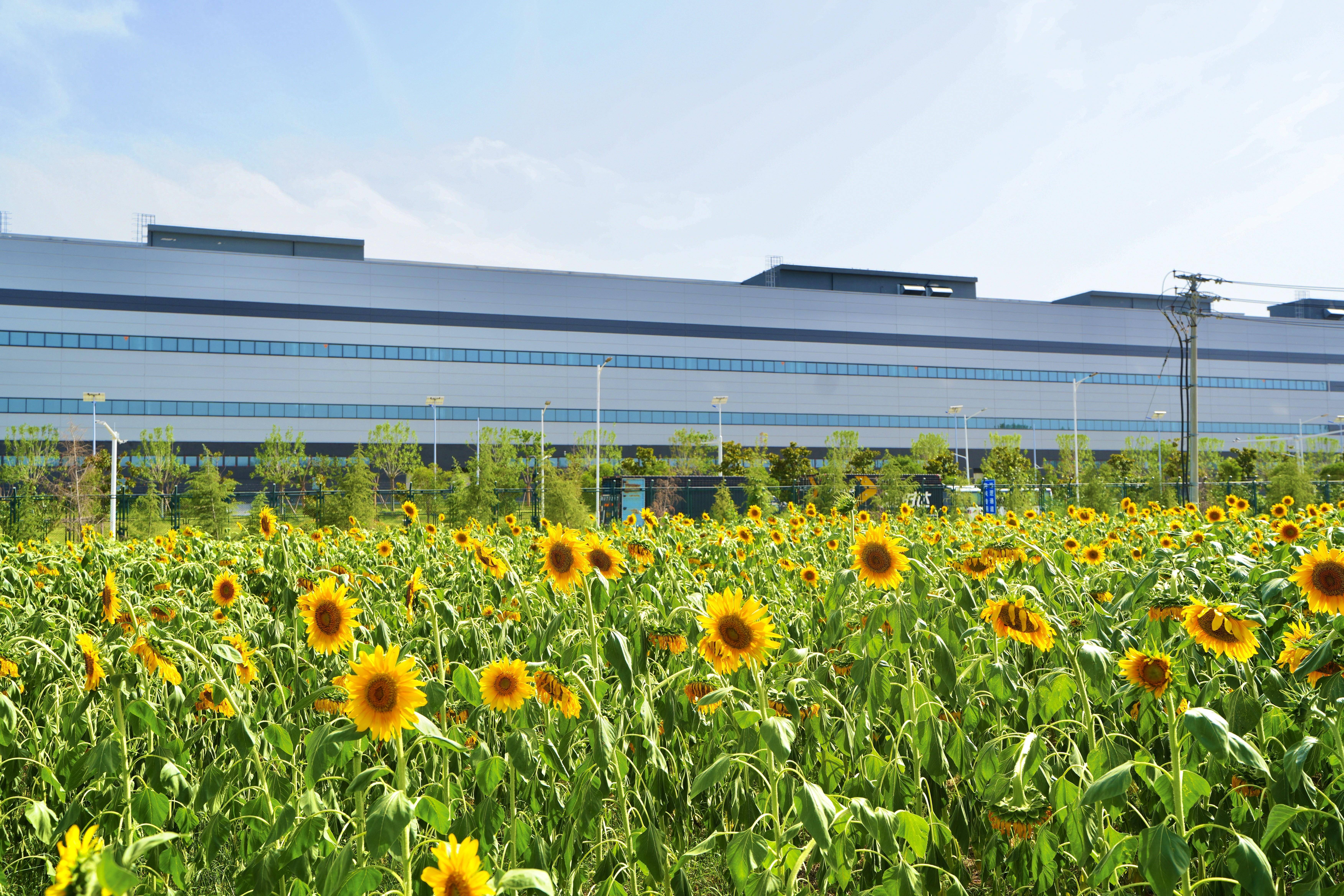 港视角丨限定赏花!航空港区这片向日葵花海等你来打卡