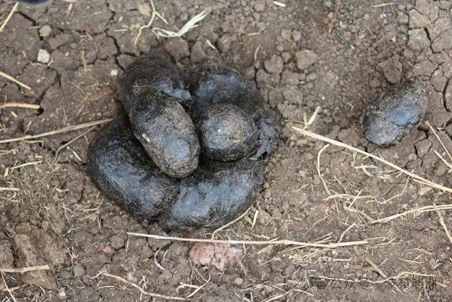 粗大刺鼻的便便 狮子羚羊的粪便小而坚硬,通常成堆分布在草地和灌木丛