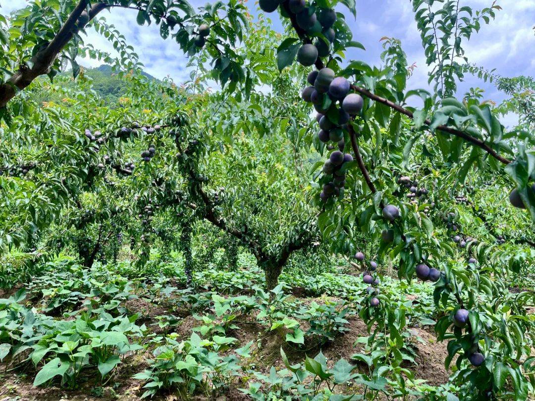 农村致富路子(农村致富新路子)