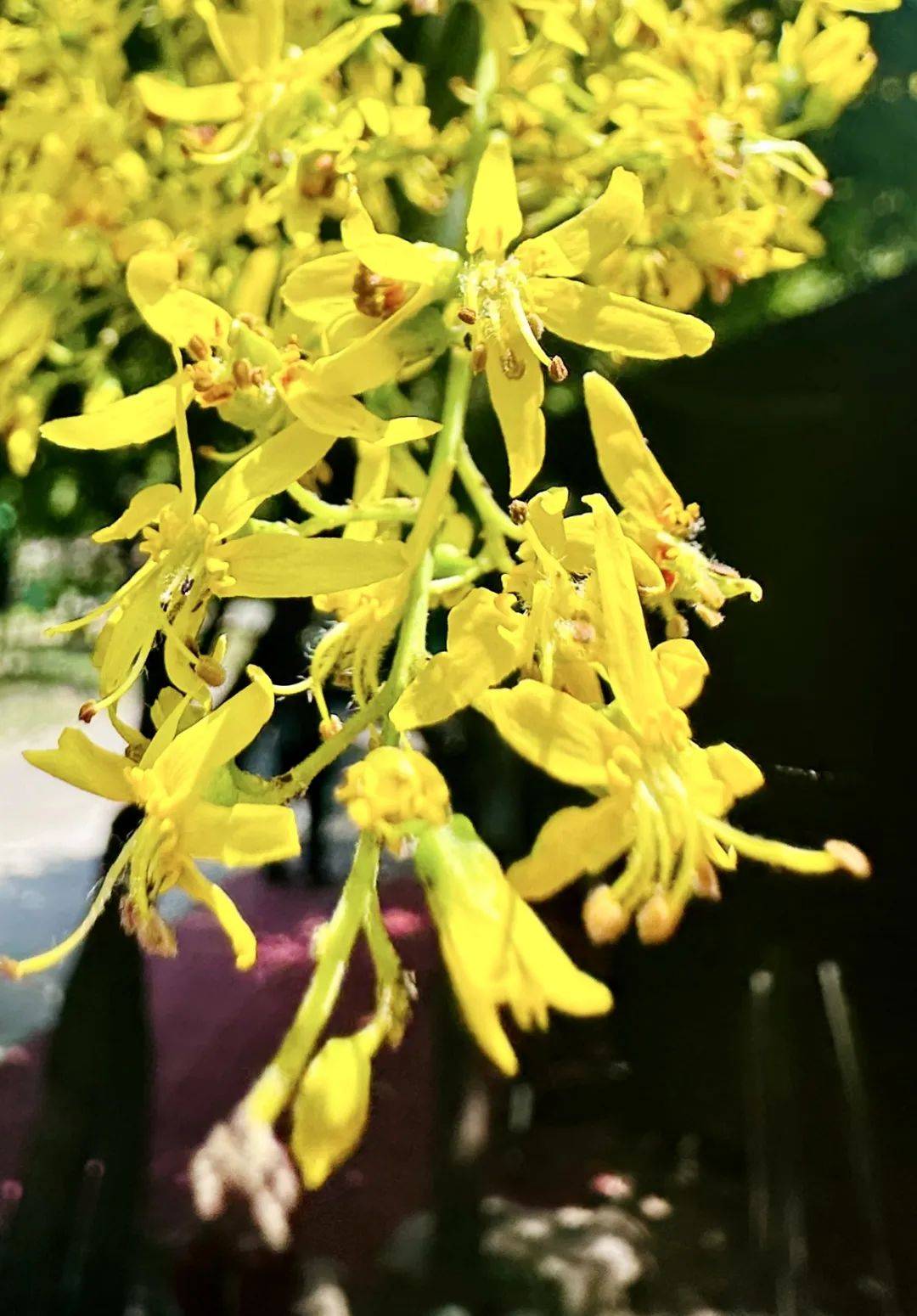 栾树花开,一起来梨木台看“夏花绚烂”_风景区_避暑_空气