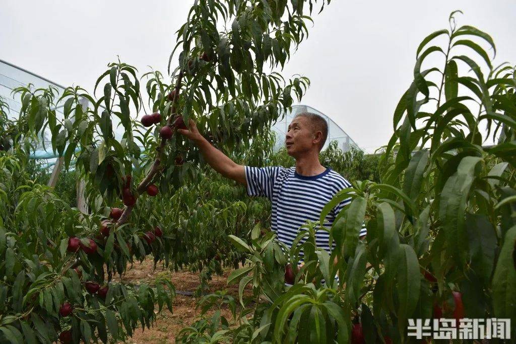 学习时报:正版资料免费资料大全澳门第一期开什么-樊振东历史性夺得巴黎奥运乒乓球男单金牌，王皓激动亲吻庆祝