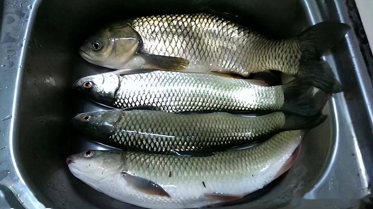 是其繁殖能力较强,一年可产卵多次,当年繁殖的鱼苗可生长成300克以上