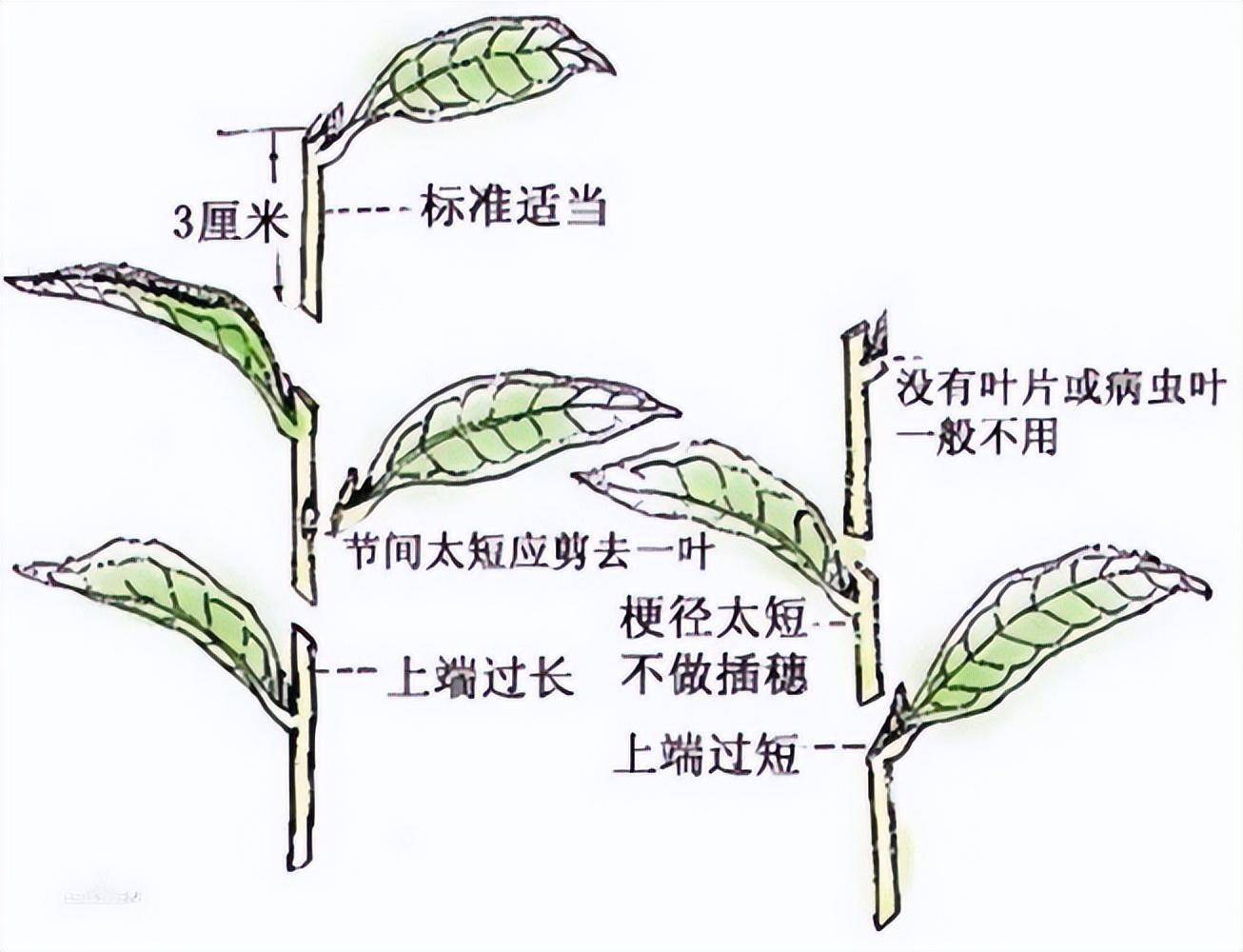 人类为何一定要男女交配