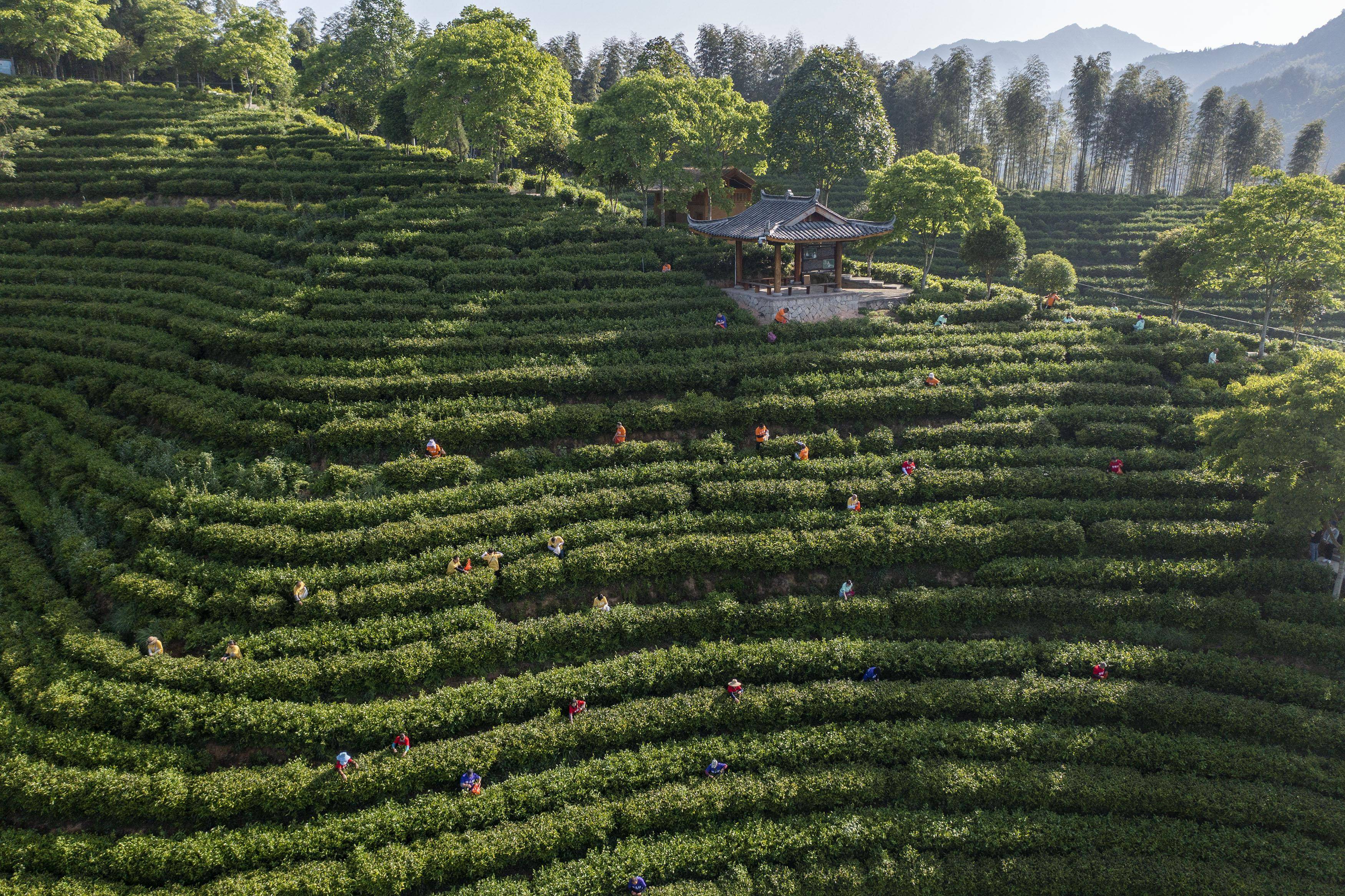 新华社发(李肃人 摄)2019年5月31日,村民在景宁县东坑镇深垟村多肉