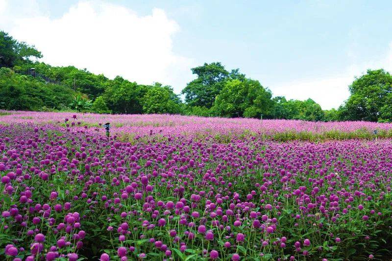 在南宁青秀山风景区兰园,千日粉花海美如画.