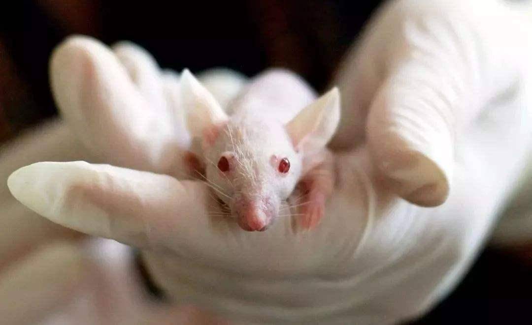 地球上很多动物体内也存在僵尸基因,例如大象,小白鼠,斑马鱼等,而影视