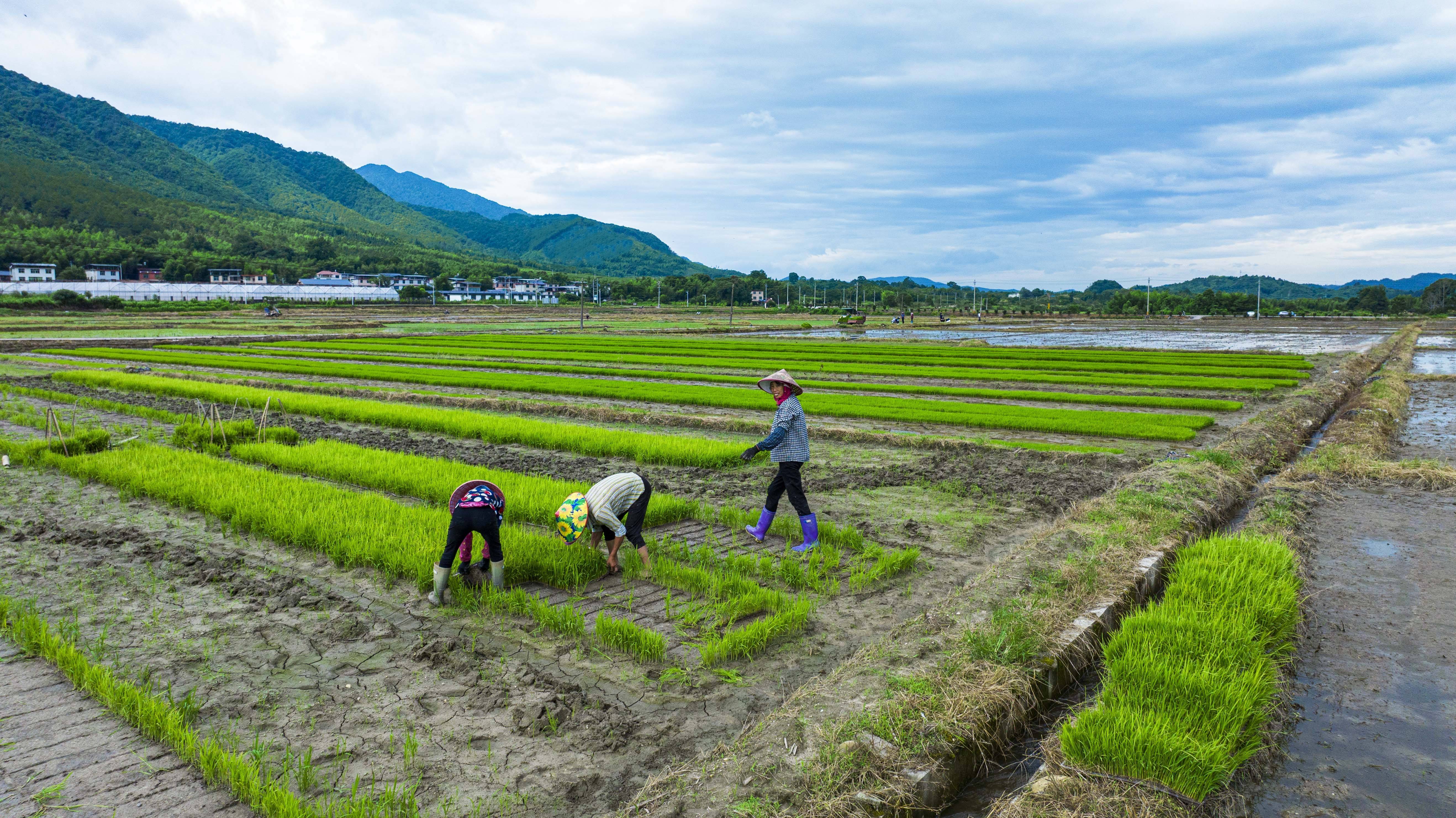 夏播移栽插秧忙