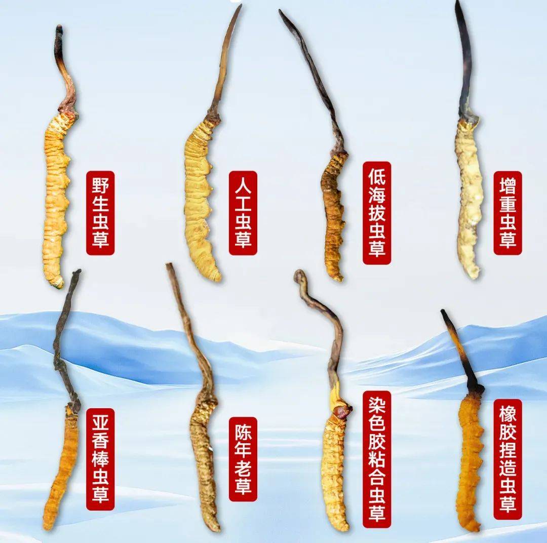 "天价虫草"被曝光,这位叫赠伊的虫草姑娘勇敢站出来了