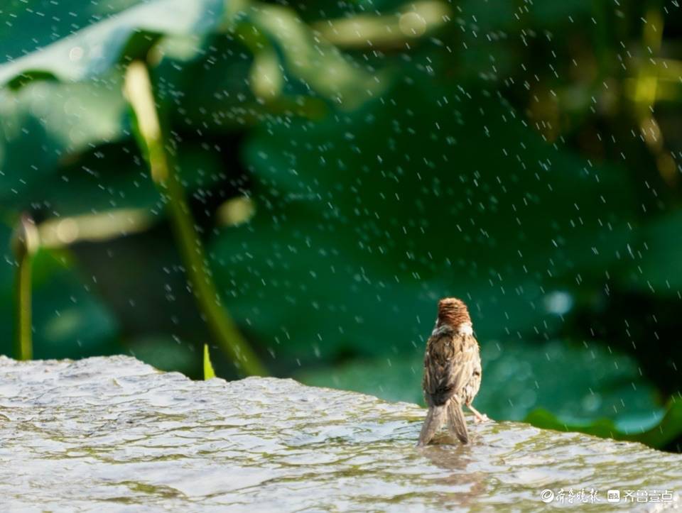 "沐浴"中的小麻雀