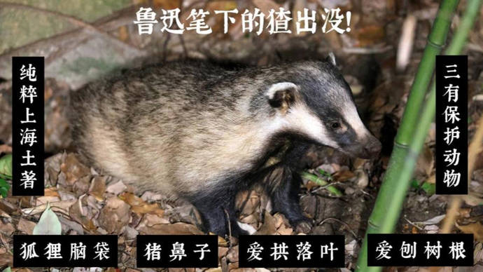 鲁迅笔下的“猹”出没上海中心城区!它到底是什么动物?_狗獾_长宁区_陈玺撼