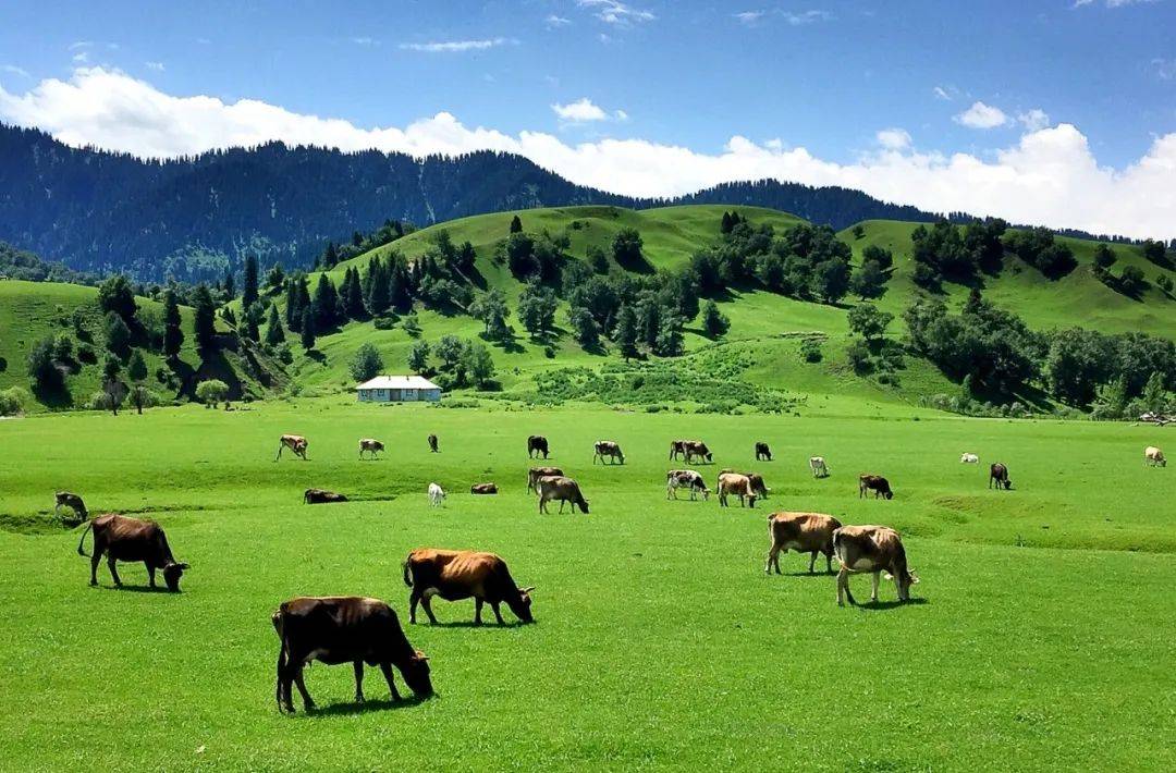 【行摄大美新疆,遇见九色甘南】新疆全景 甘肃 四川全线20日环游