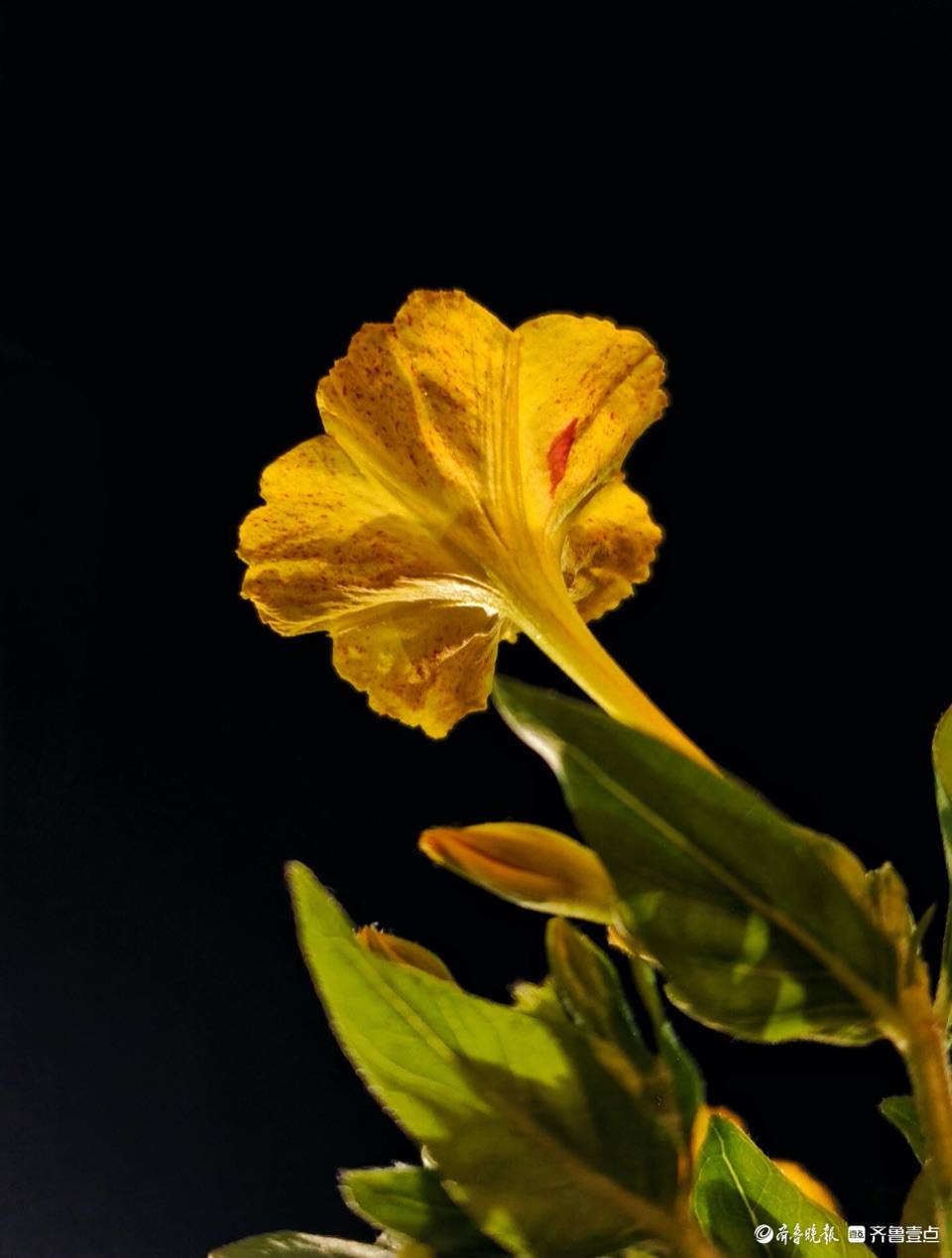 粉豆花儿悄悄开，花香淡淡夜袭人