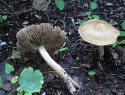 野生蘑菇中毒高发季,健康提示!