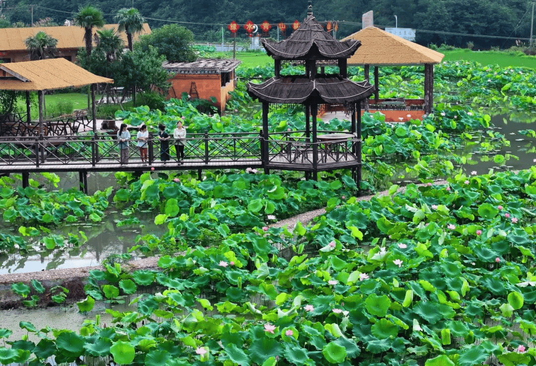 湖南荷叶塘图片