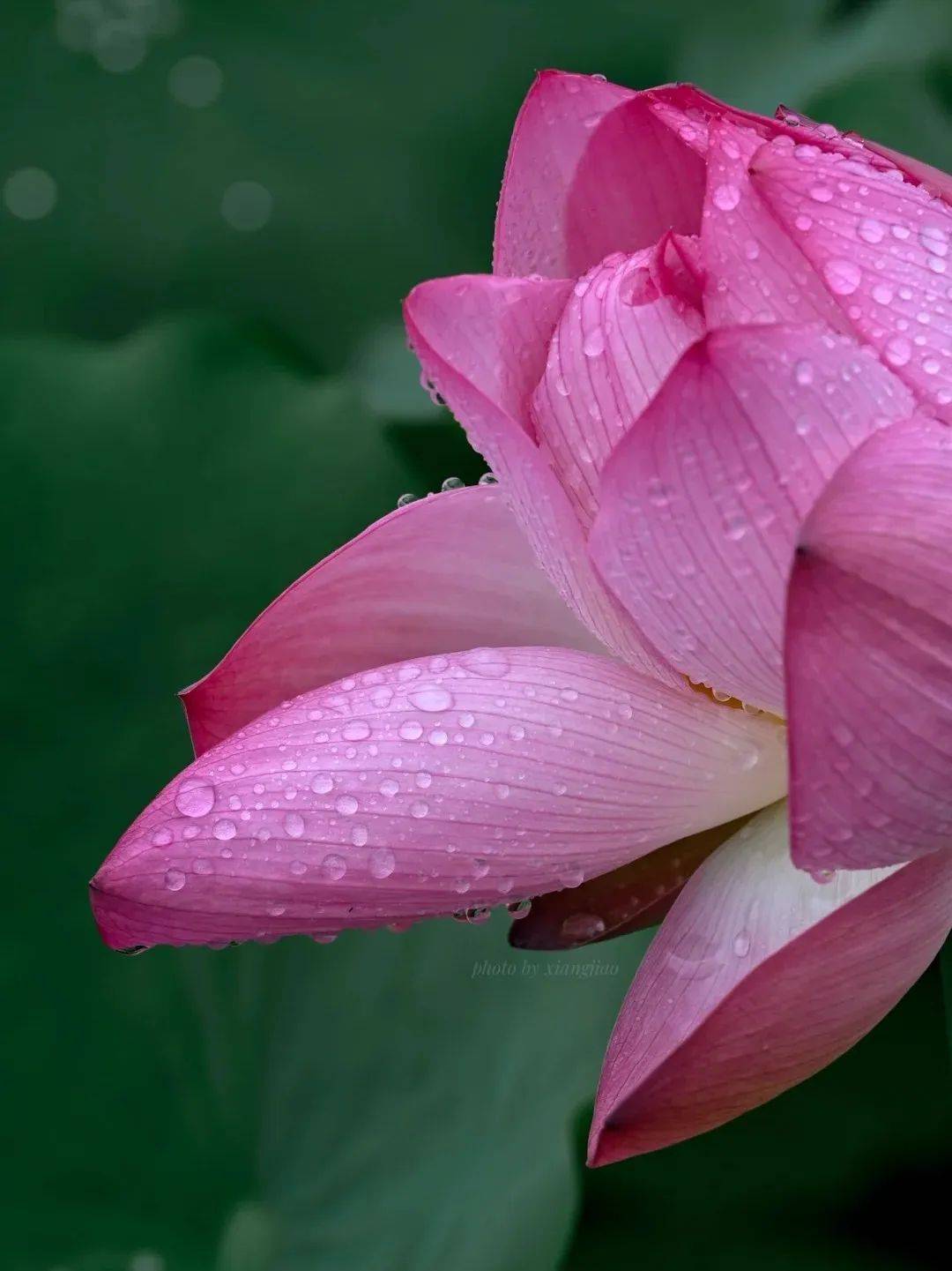 夏日顶流!"荷"你有约