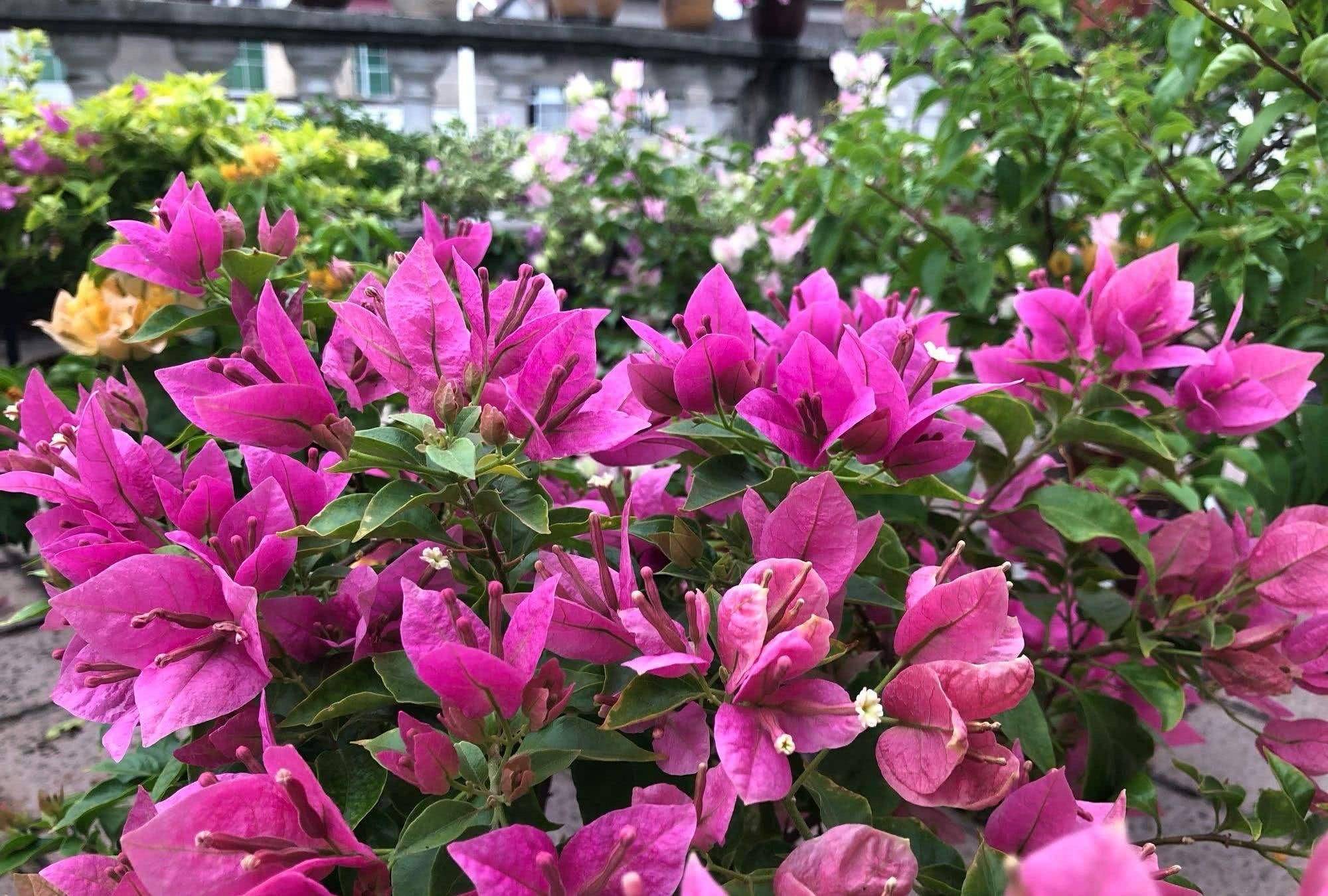 三角梅又叫做叶子花,种类也特别多,开花颜色更是五颜六色,姿态万千,有