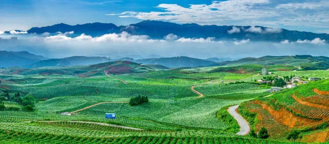 南林村分地块轮种莲花白,洋芋,文潭村种洋芋,玉米,官寨村,后山村猪