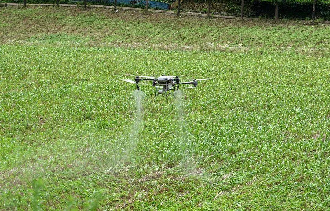 【乡村行 · 看振兴】道真:无人机"飞防"为高粱"护航"