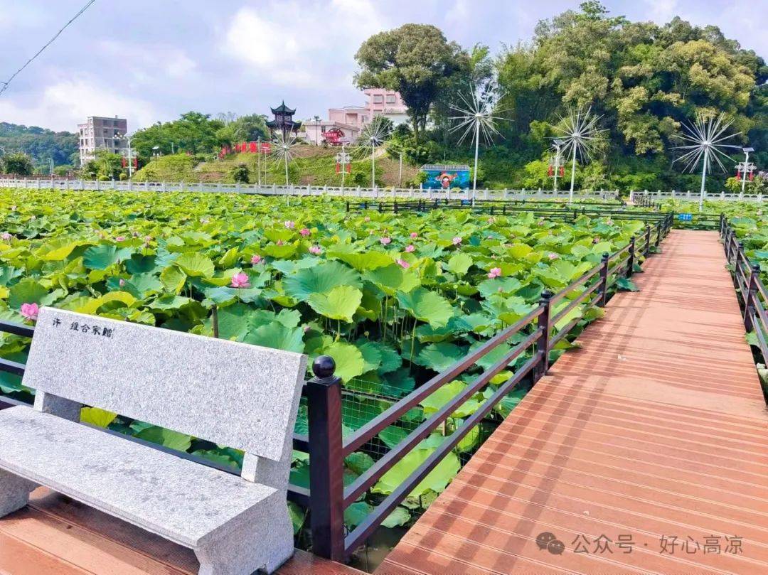 【绿美高州·美丽庭院】高州荷花:"绿美庭院"助推"绿美村庄"建设