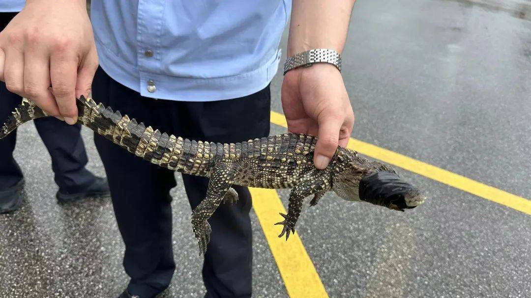 苏州一河道惊现暹罗鳄!