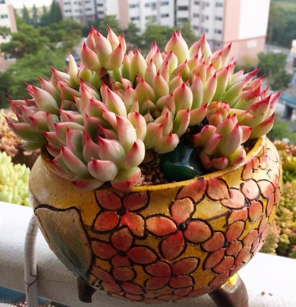 当然,也有一些大株型的多肉植物,多肉很适合养在家里,尤其是一些比较