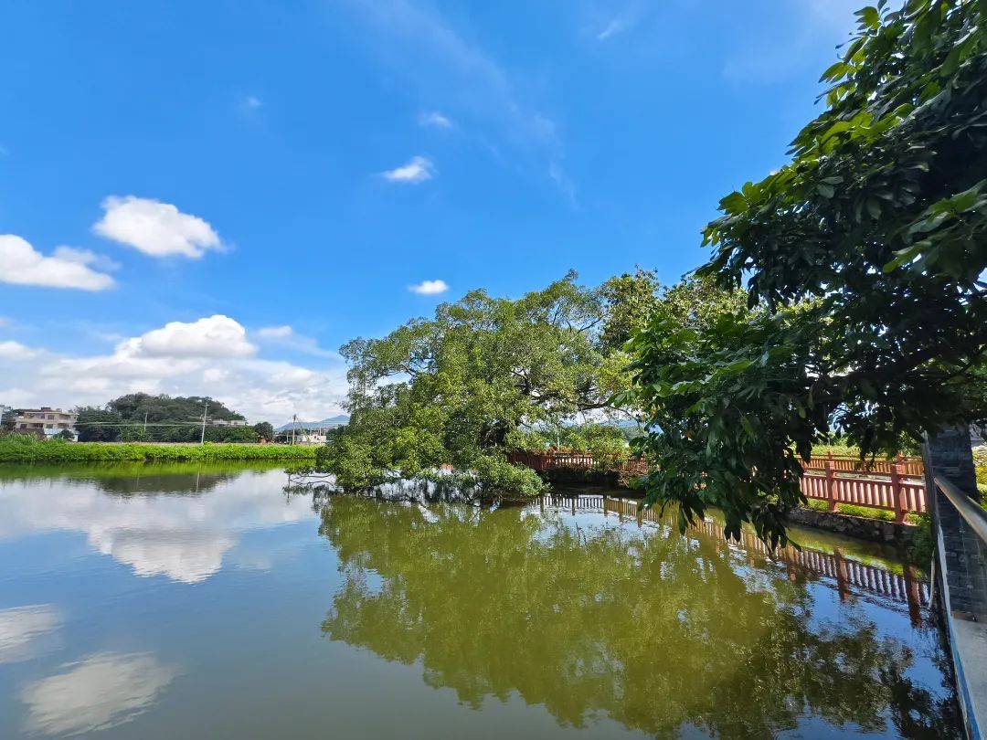 "美丽庭院"催生"美丽经济"惬意的午后,一家"藏"在长宁镇埔筏村的咖啡