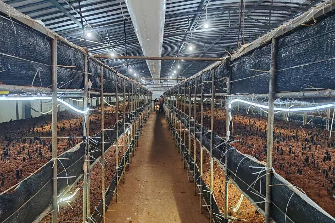 这两排16个温控种植大棚,面积30余亩,预计可以产销300多吨鲜黑皮鸡枞