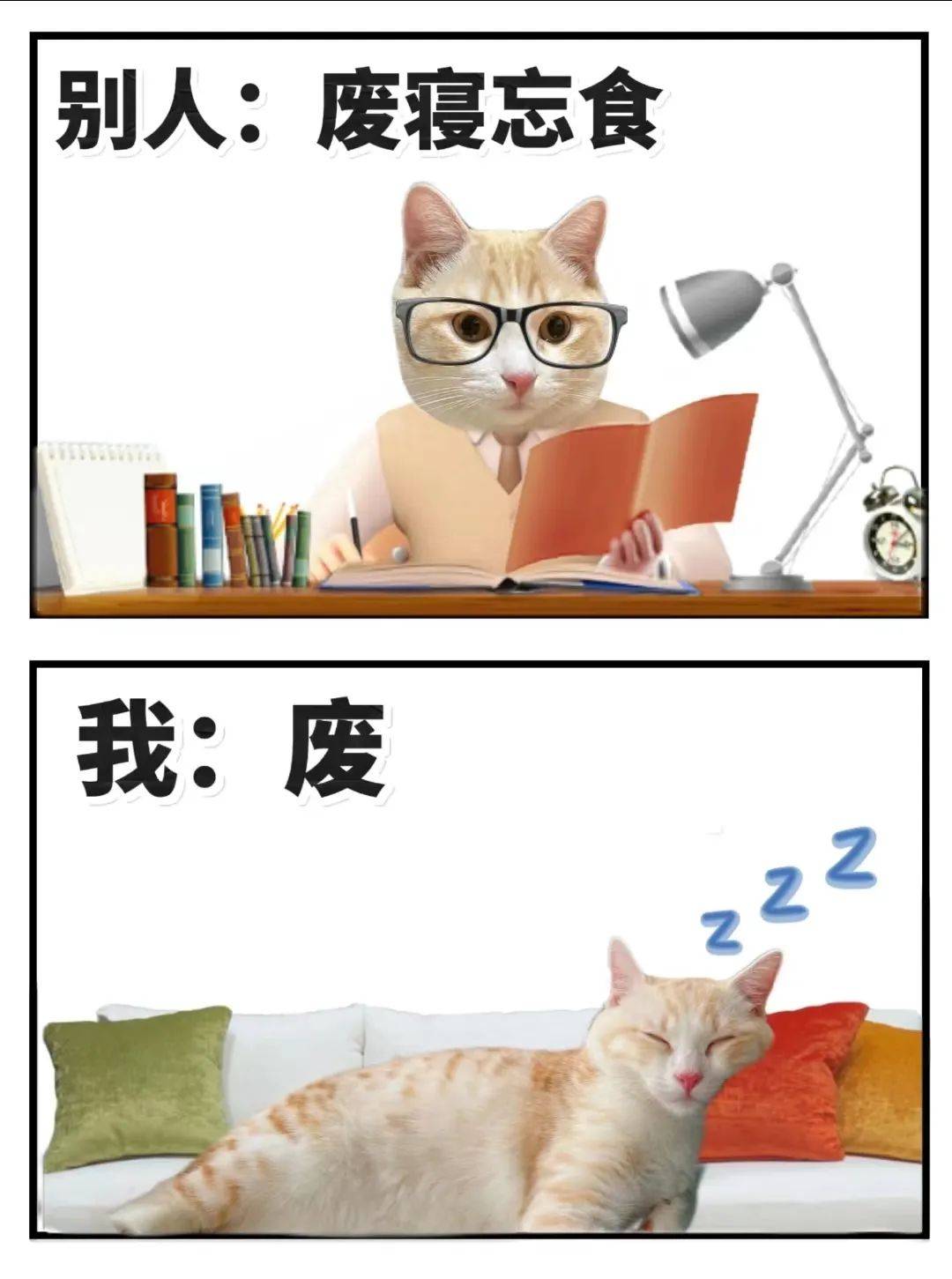 猫咪表情包