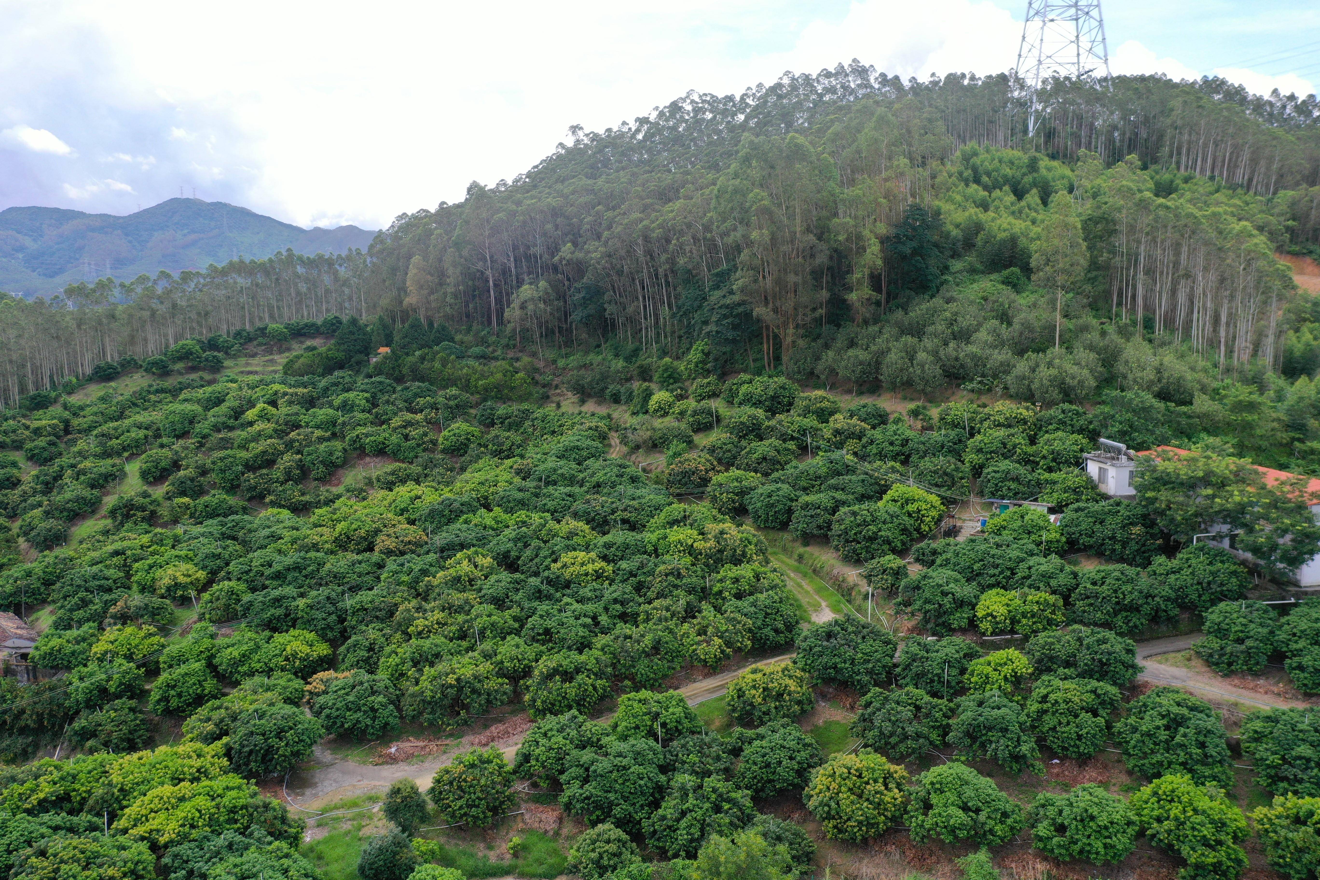 惠报深度丨惠州荔枝如何奔向更美荔的未来?_种植_发展_东坡