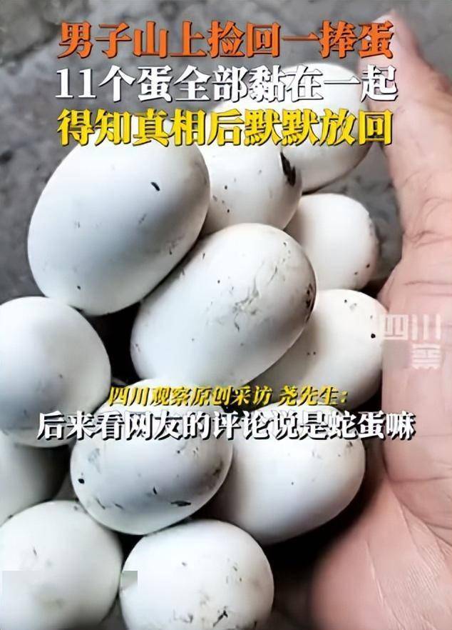 过山峰蛇蛋为何碰不得?广东男子捡到11个蛋,网友的话细思极恐