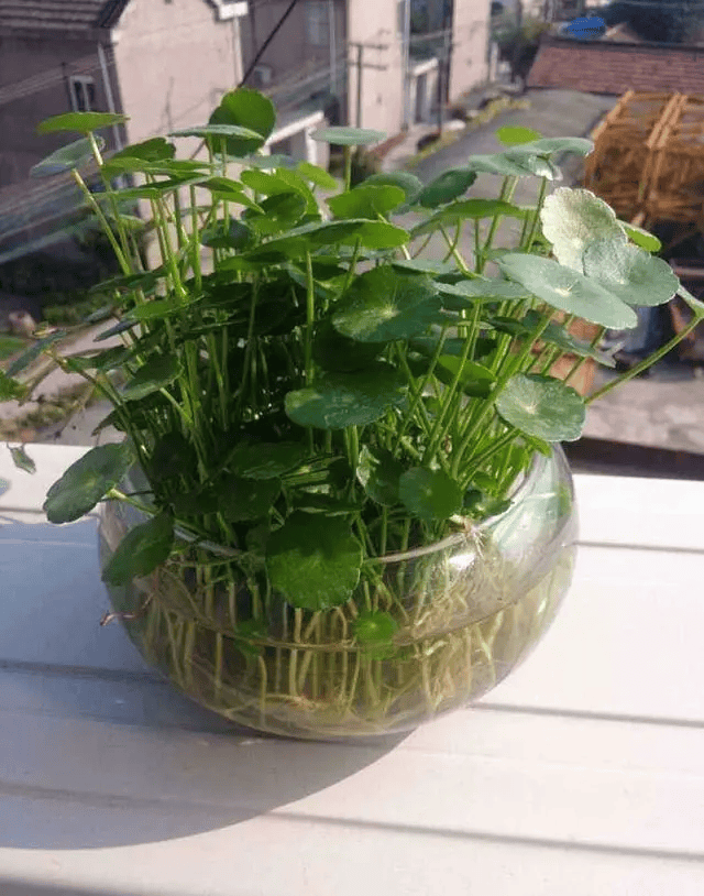 这三种植物,用鱼缸来养,越养越茂盛!