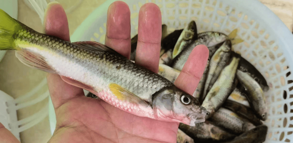 近日,建德市中西医结合医院急诊内科就接诊了两名食用石斑鱼鱼卵而