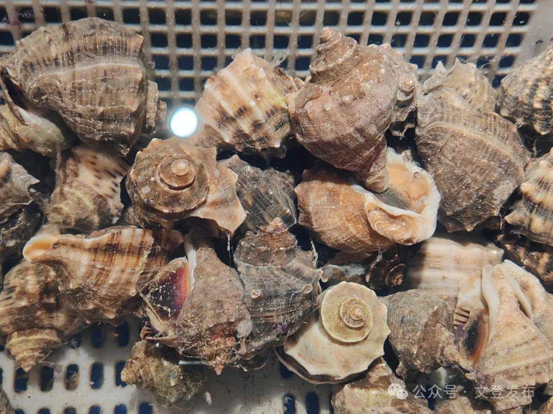 千里山海好风光丨邀您来品——海之味