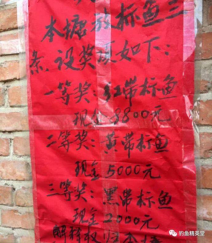 垂钓塘钓鲟鱼,设一二三等奖,吸引了不少钓鱼爱好者