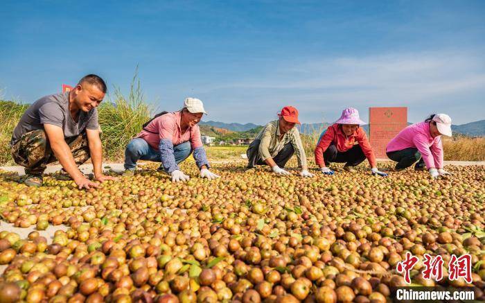 广东省财政下达奖补资金23亿元 支持油茶产业发展