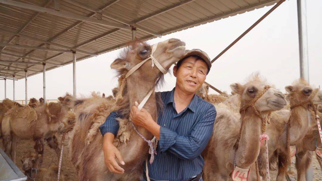 阿拉善左旗:骆驼产业助力农牧民增收致富