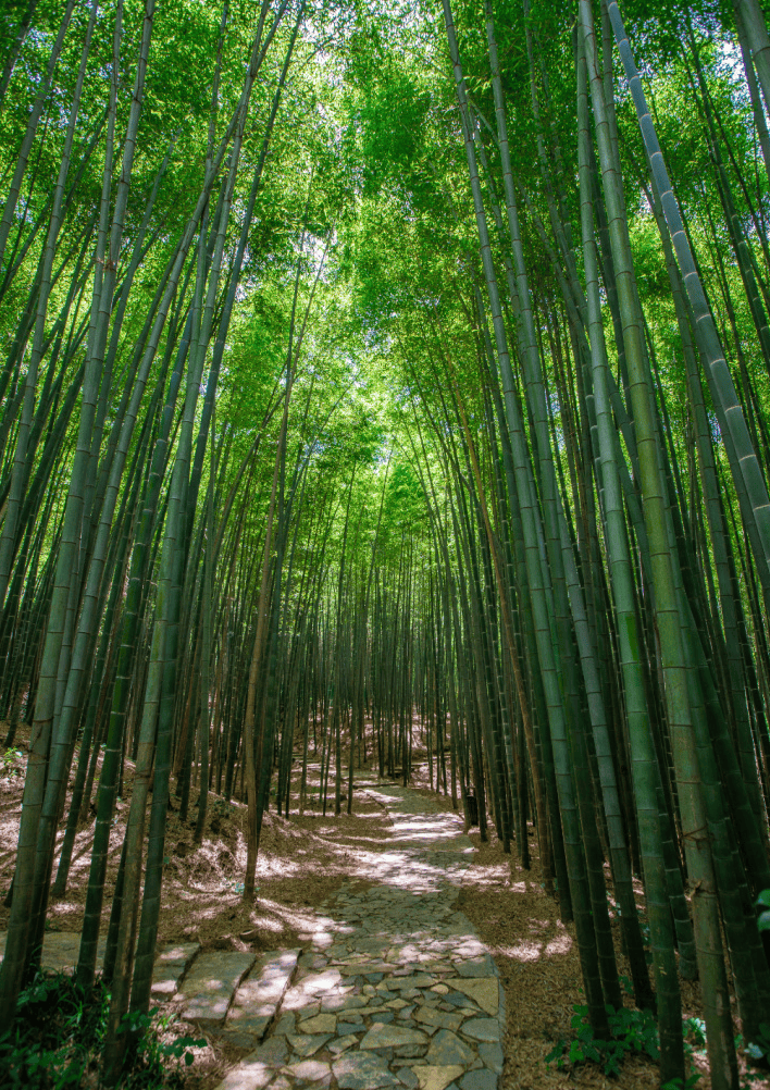 南京竹海风景区图片