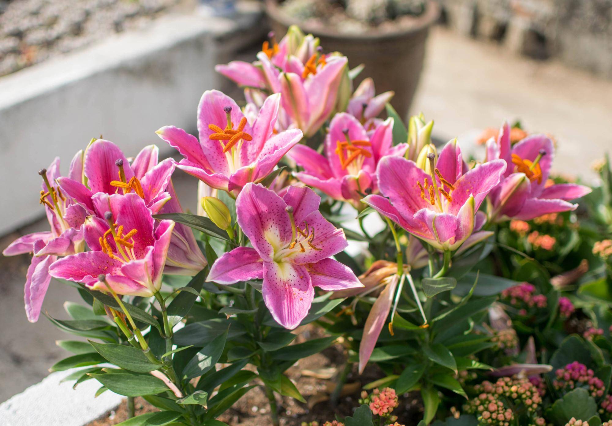 各种各样的百合花图片