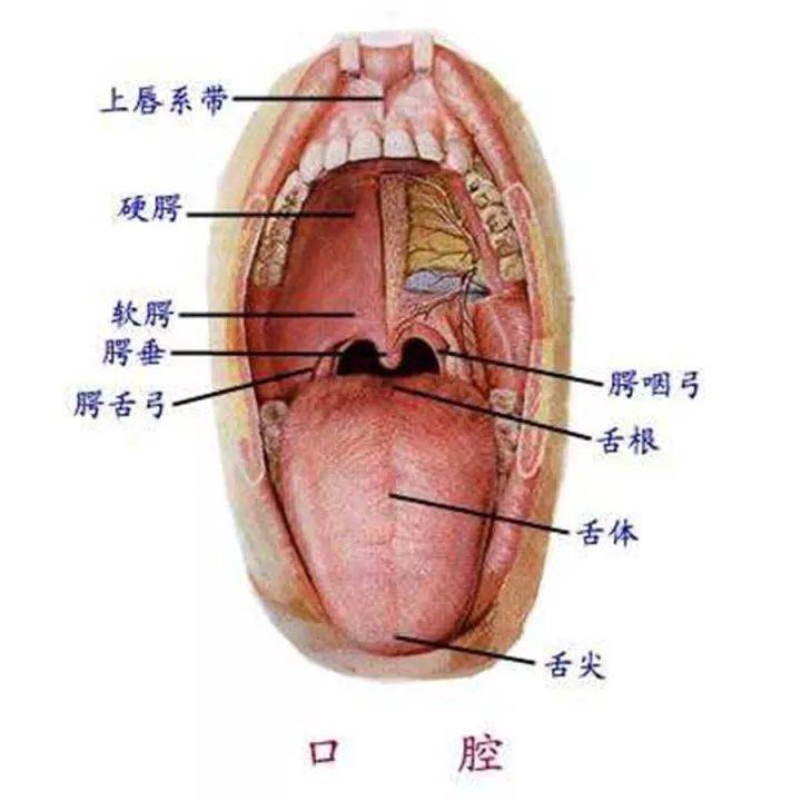 气管和食道位置图片图片