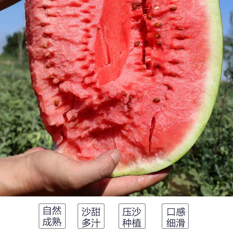 【银座钢城店】坚韧不屈的宁夏硒砂瓜,已冲破砂石的阻力,抵达银座超市