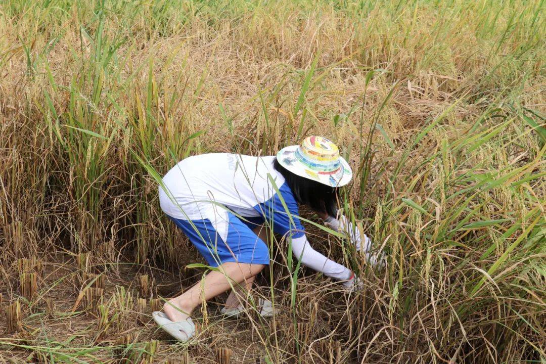 夏粮丰收满地金 凤山早稻收割啦!