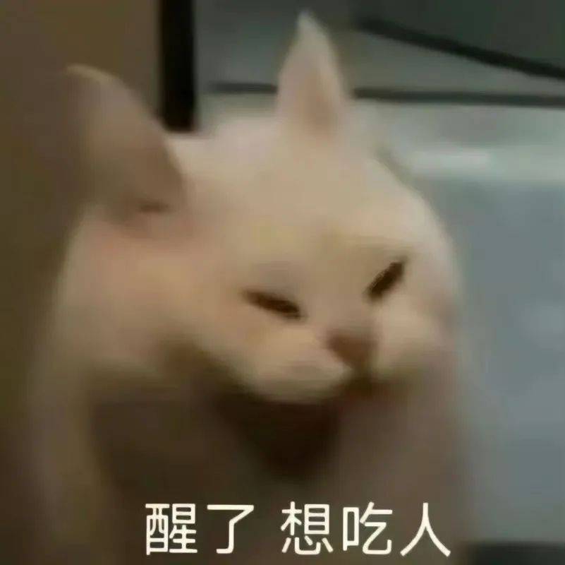 搞笑猫咪表情包