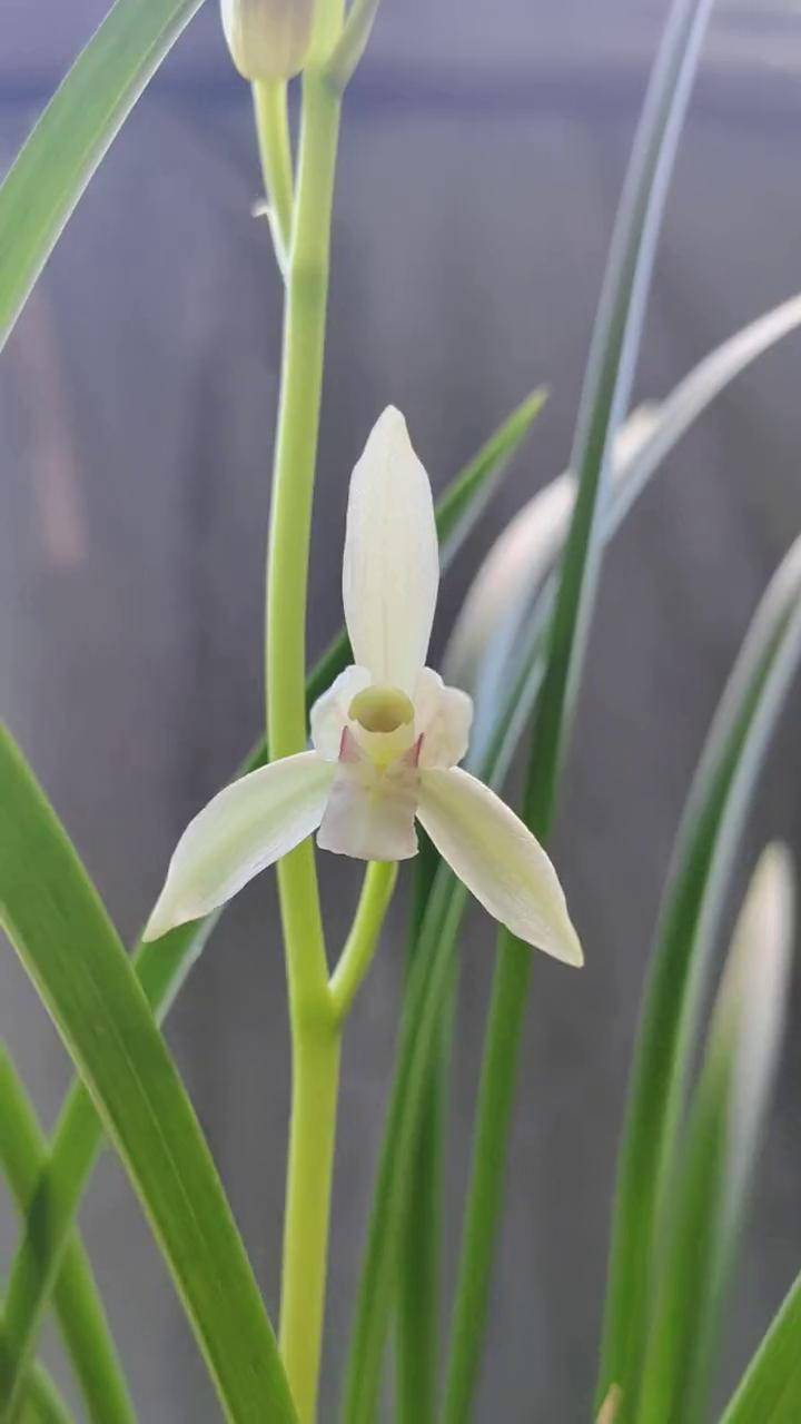 建兰桃腮素雪莲,5苗5花,1杆开了,还有4个花芽 建兰桃腮素雪莲,5苗5花