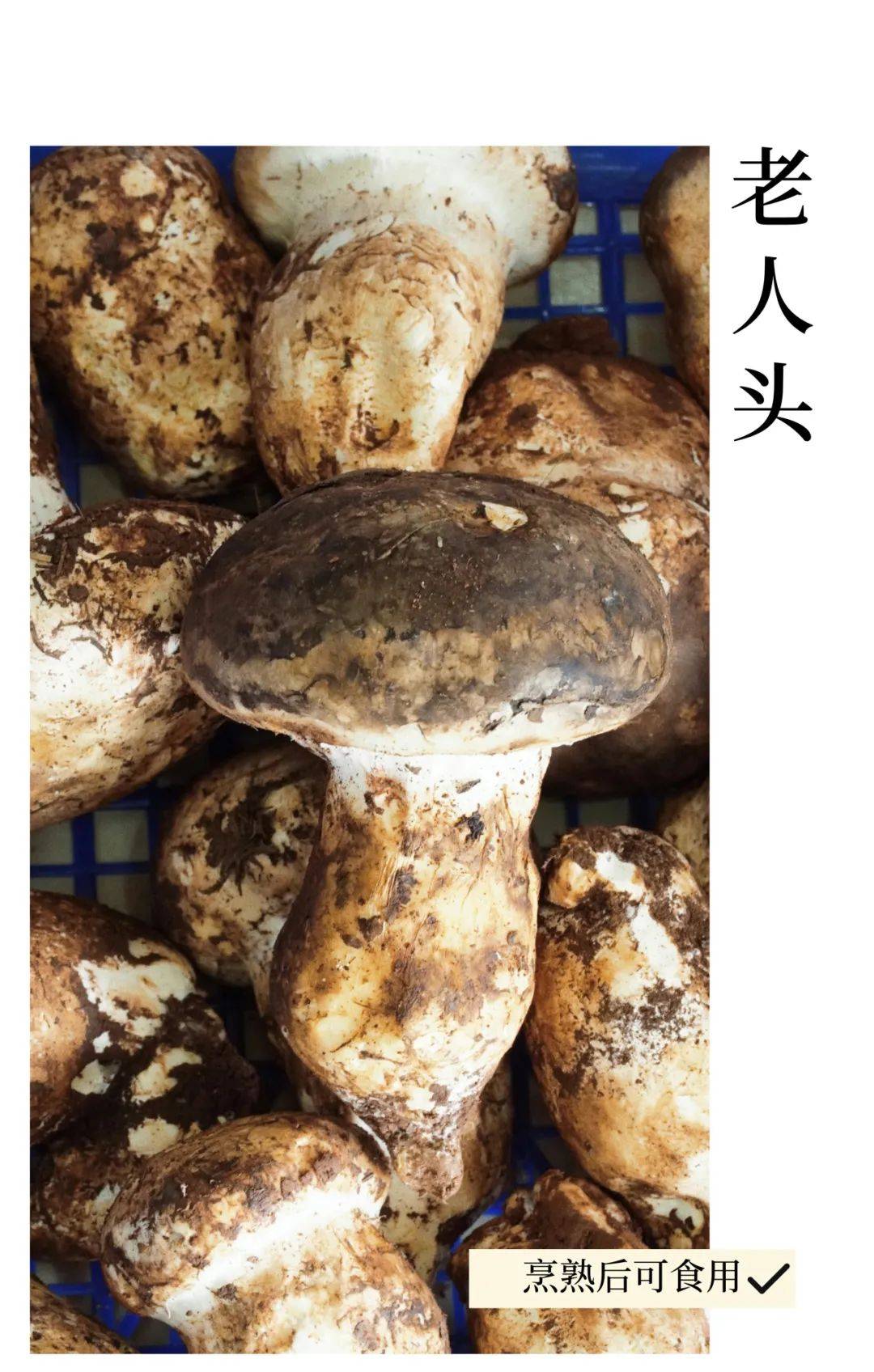 1000吨/年!成都人爱吃的ta来了_牛肝菌_鸡枞_四川