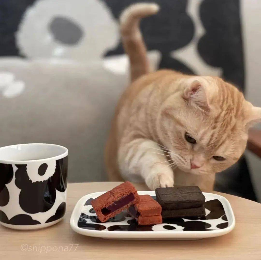 "日本小橘猫偷吃爆红ins,它好像有亿点点馋.